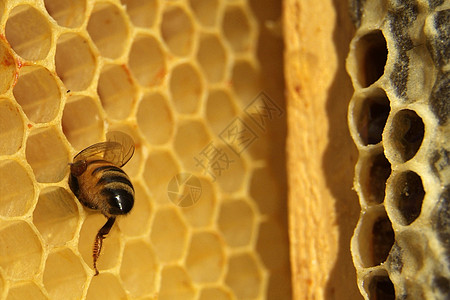 梳理纹理中的新鲜蜂蜜花粉电影细胞蜂房食物动物金子昆虫框架花蜜图片
