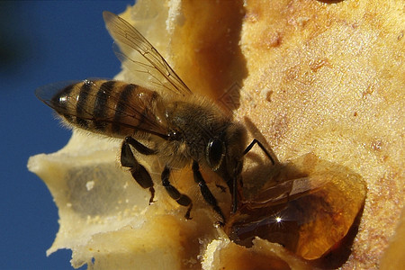 梳理纹理中的新鲜蜂蜜昆虫蜂蜡药品蜂巢食物框架蜂房梳子细胞环境图片