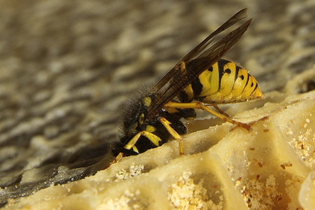 梳理纹理中的新鲜蜂蜜框架蜜蜂殖民地养蜂业养蜂人镜头花蜜宏观食物昆虫图片