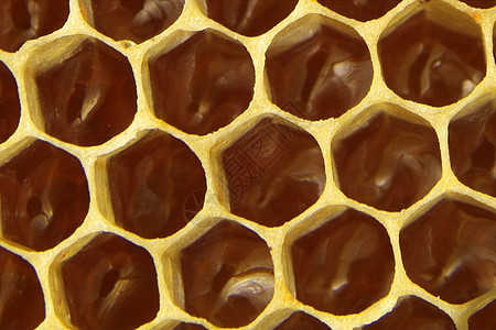 梳理纹理中的新鲜蜂蜜植物飞行昆虫蜂蜡金子养蜂业镜头框架养蜂人动物图片