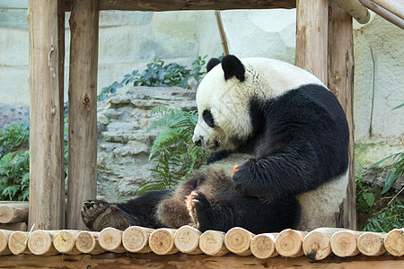 大自然背景的熊猫图像 野兽旅行濒危哺乳动物旅游树木毛皮动物园吉祥物婴儿动物图片