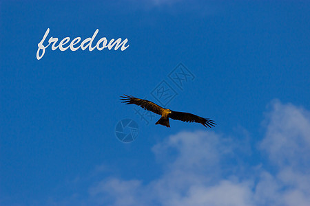 蓝天空中的鹰动机天空生活力量打猎扫描跨度羽毛自由猎物图片