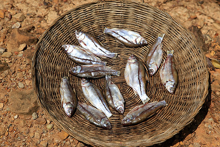 煮鱼美食家环境市场动物阳光文化烹饪小吃海鲜太阳图片