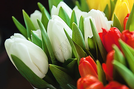 五颜六色的郁金香花束特写镜头 红色 黄色 白色在 b花园花朵植物叶子蓝色植物学花瓣植物群紫色礼物图片
