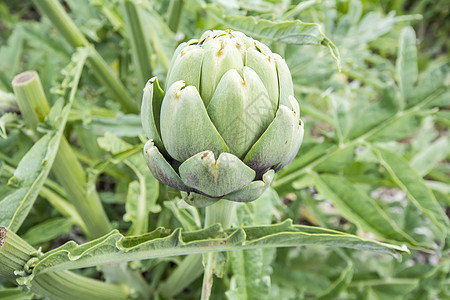 心肺癌收成树叶美食植物营养营养素味道叶子食物农场图片