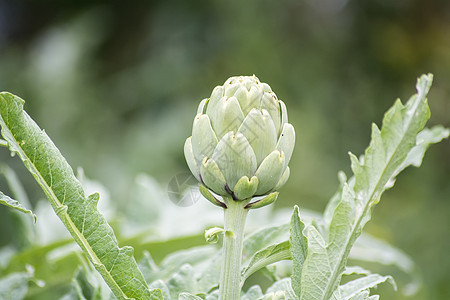 电厂里有生长农场生产植物饮食营养杂货店树叶叶子生物图片