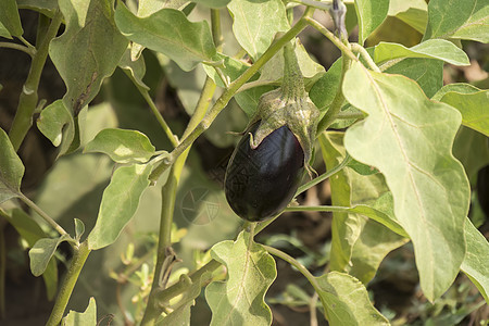 茄子种植 黄豆植物栽培饮食食物温室季节植被紫色花园农场图片