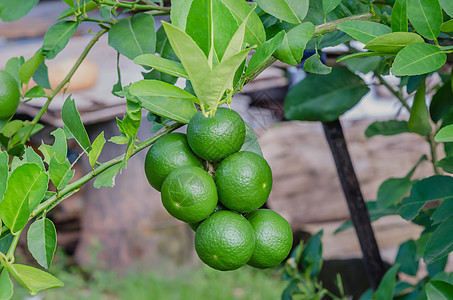 含果实的红树收成果汁花园植物叶子水果饮食果园柠檬食物图片
