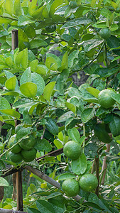 青绿树橙子水果植物花园热带食物叶子果园农场收成图片