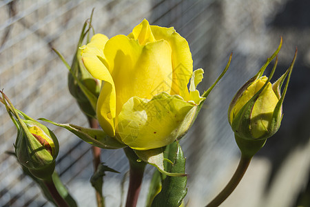 黄玫瑰芽周年花园花瓣压痛树叶植物群纪念日放松宏观热情图片