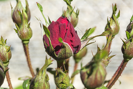 红玫瑰芽脆弱性周年叶子礼物园艺植物放松花瓣花园树叶图片