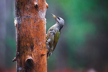 在一个雨春林中的灰头伍德皮克灰色野生动物阳光木头啄木鸟冲击水平男性饲养员木工图片