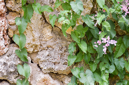 旧褐石的殖民化叶子植物群房子花园藤蔓公园地标建筑校园大厅图片