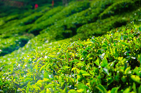 马来西的茶园农业植物环境花园种植园晴天全景农场木头植物群图片