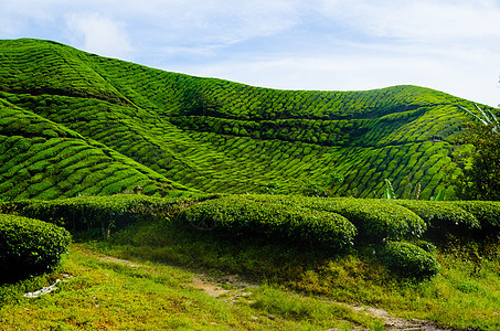 马来西的茶园叶子热带花园栽培农业木头草地环境植物种植园图片