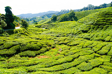 马来西的茶园晴天种植园木头农业爬坡栽培草地植物天空农田图片