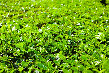 茶叶种植园 前头有大灌丛爬坡植物晴天农业农田环境森林全景场地热带图片