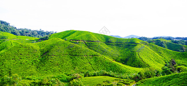 马来西的茶园种植园植物天空木头森林栽培叶子热带农田农业图片