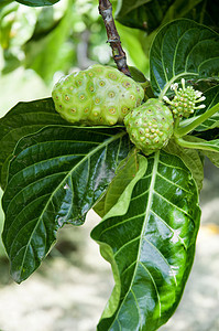 果热带食物营养绿色植物水果叶子营养素海棠药品图片