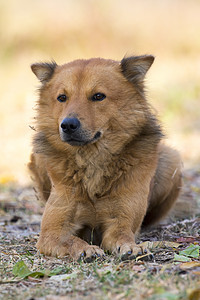 棕色狗在自然背景上的照片鼻子女性宠物狐狸家庭草地牙齿美丽猎犬爪子图片