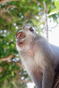 旧猴子肖像旅行思维思考眼睛毛皮哺乳动物公园动物沉思智力图片