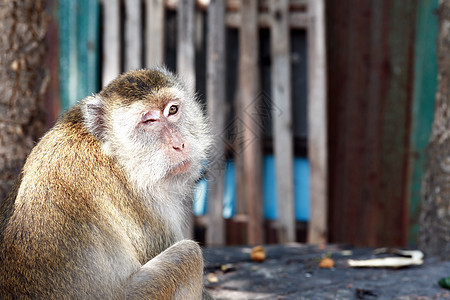 有趣的猴子肖像宠物旅游眼睛思考旅行热带悲哀生活公园动物图片