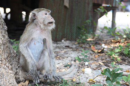 野猴子肖像宠物悲哀热带旅行旅游眼睛思维动物智慧野生动物图片