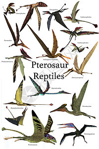 Pterosaur 爬虫图片