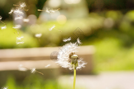 花朵在风中飞翔生长后代环境时间季节花粉草地阳光生活飞行图片