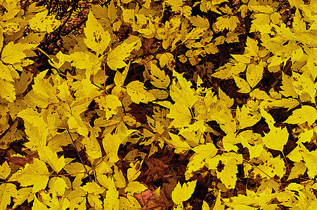 秋金环境森林季节公园阳光树叶植物太阳金子晴天背景图片