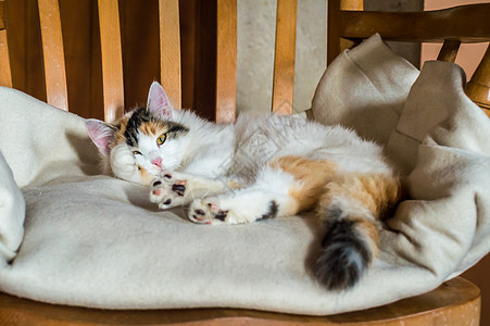 一只坐在木椅子上的猫长发朋友小猫长椅幼兽动物猫科动物眼睛猫咪宠物图片