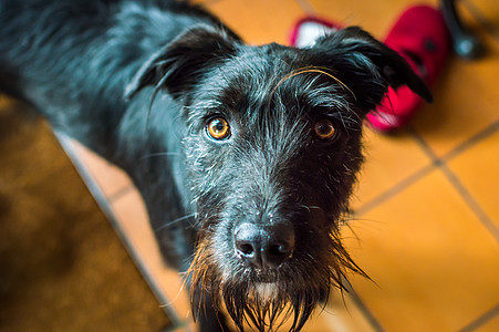 湿黑狗宠物犬类眼睛蓝色朋友棕色哺乳动物动物毛皮头发图片