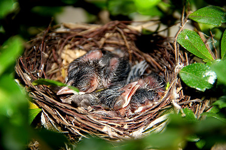 鸟巢中的幼鸟鸟类新生羽毛翅膀环境家禽荒野房子树叶眼睛图片