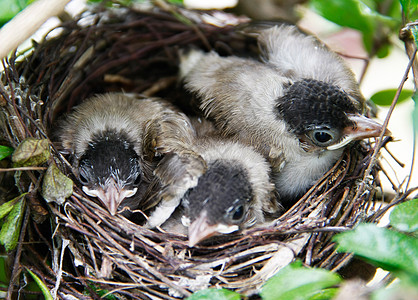 鸟巢中的幼鸟鸟类翅膀幸福树叶家禽雏鸟动物群荒野童年眼睛图片
