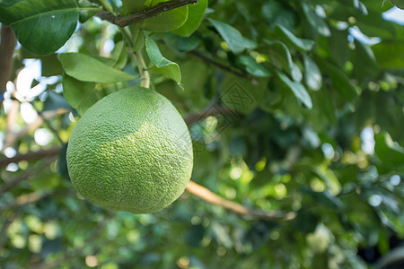 波梅洛树植物甜点柠檬收成水果枝条树叶叶子食物种植园图片