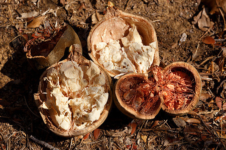 Babobab树果和种子 马达加斯加图片