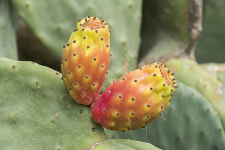 刺青的梨梨仙人掌沙漠植物学水果无花果异国食物衬套生物营养情调图片