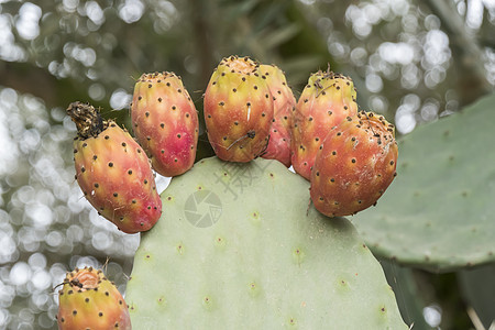 刺青的梨梨仙人掌情调营养果味水果植物植物学无花果蔬菜沙漠食物图片