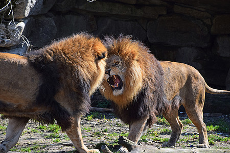 两只非洲雄狮子在动物园打架和咆哮图片