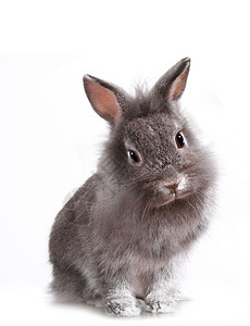 年轻的可爱小兔兔兔野兔红色动物婴儿工作室灰色兔子毛皮白色蓝色图片