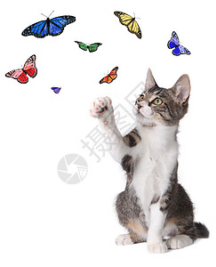 蝴蝶的猫蝙蝠图片
