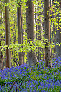 蓝铃花花叶子天堂森林荒野野花植物地毯蓝色季节风景图片