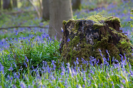 蓝铃花花木头植物紫色农村森林天堂季节风景野花叶子图片