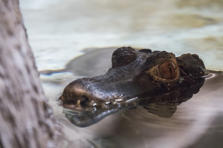 Cuvier的caiman头部从水中跳出图片