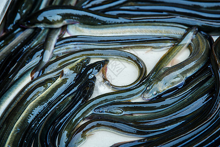 在法国省市场销售的鱼 鱼沼泽海洋热带荒野熟食异国淡水游泳情调动物图片