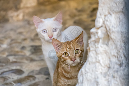 两只猫故意看图片