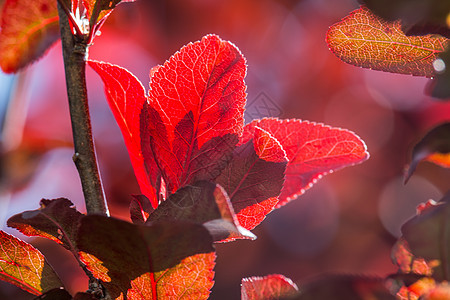 红叶与阳光蓝色环境叶子森林植物群背景色调季节季节性天空图片