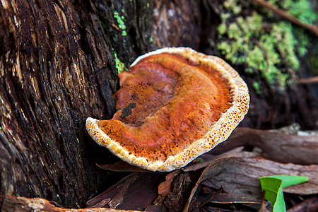 新南威尔士的蘑菇 澳大利亚 舍勒索林图片