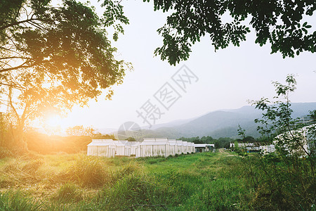 包围的有机蔬菜植物苗苗圃生长栽培进步文化生产农场食物天气温室幼苗图片