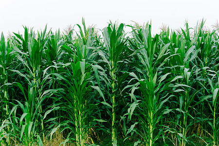 玉米绿田风景室户外背景玉米地国家植物麦田生长天空场地环境蔬菜农村生产图片